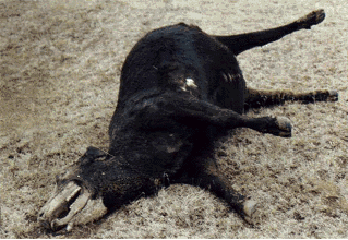 Mutilated Cow